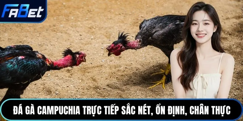 Đá gà Campuchia trực tiếp sắc nét, ổn định, chân thực