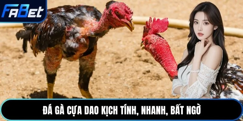 Đá gà cựa dao kịch tính, nhanh, bất ngờ