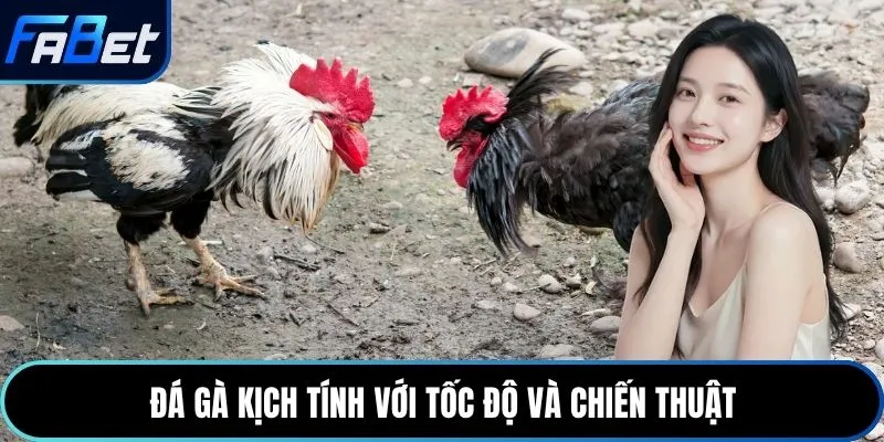 Đá gà kịch tính với tốc độ và chiến thuật