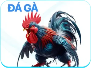 đá gà